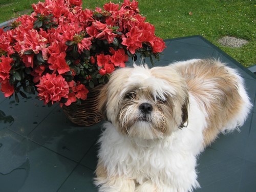 Lhassa apso